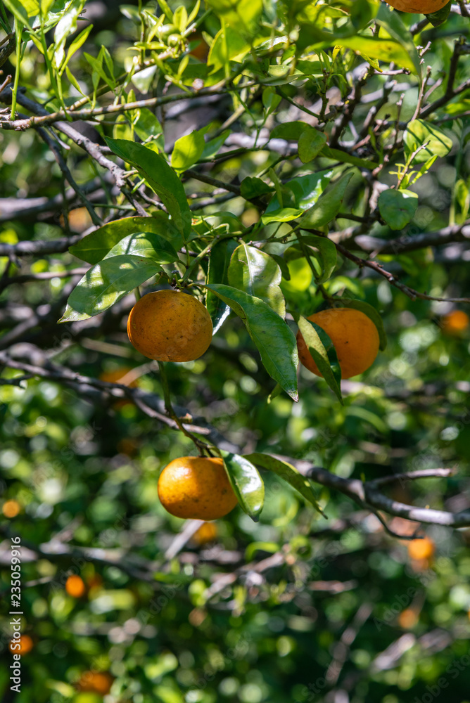 Oranges on a tree with blurred background of another trees and oranges