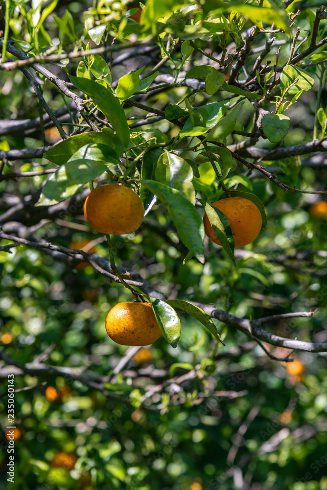 Oranges on a tree with blurred background of another trees and oranges
