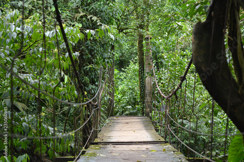 Bridge in Rainforest