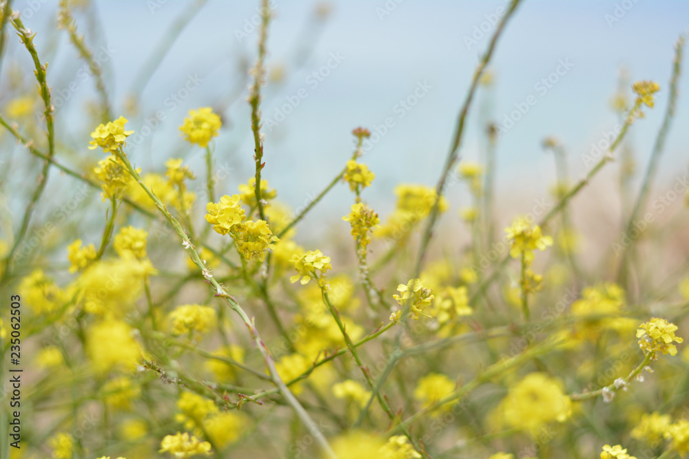 Obraz premium Yellow Wildflowers