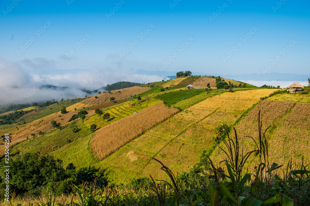 Rice fields on the hill Ready to harvest
