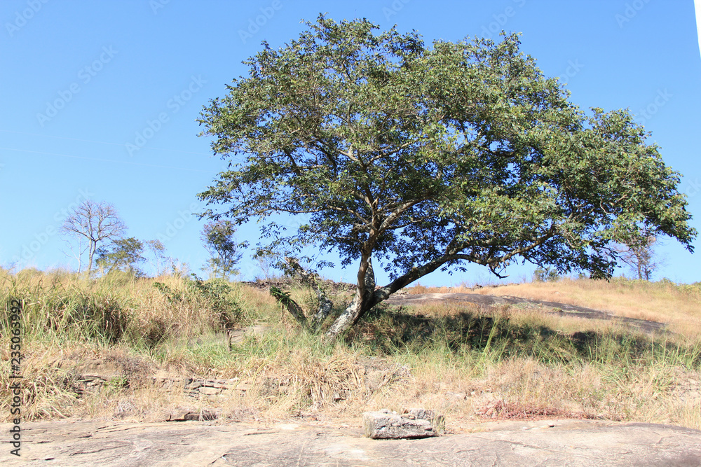 old olive tree on a hill