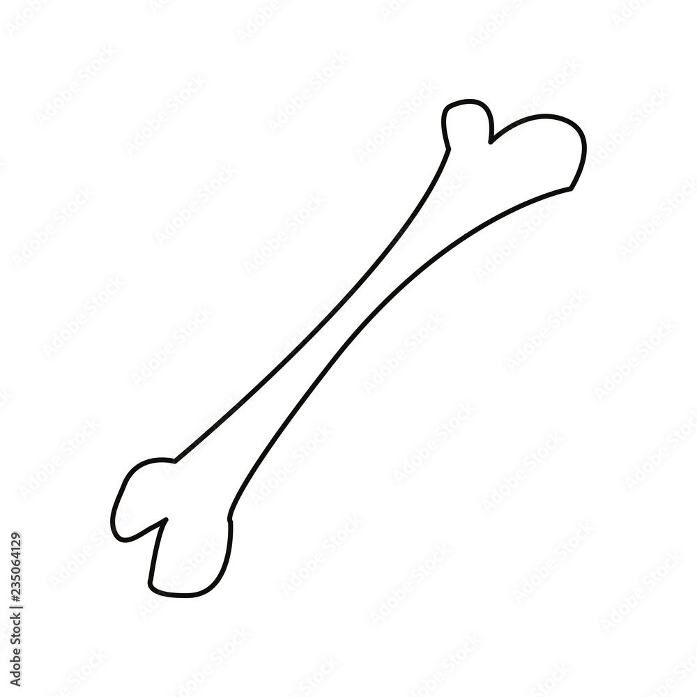 bone human on white background bone human on white background