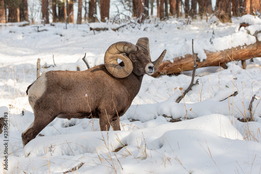 Large Bighorn Ram in the Snow Large Bighorn Ram in the Snow