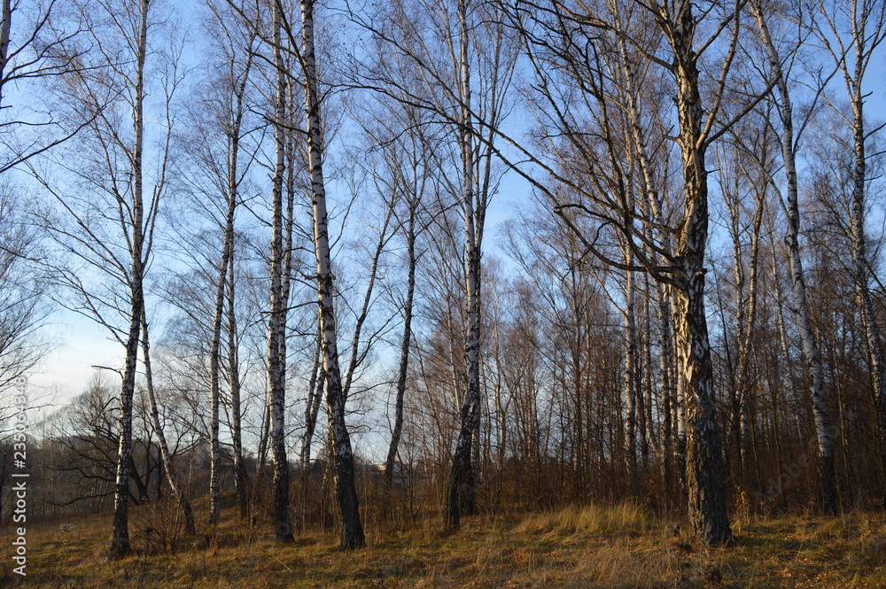 trees birches in the autumn trees birches in the autumn
