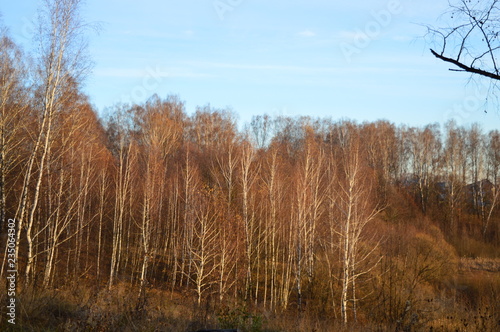 reeds in lake