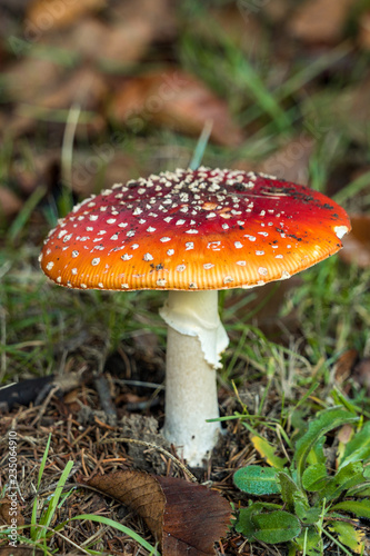 mushroom with red cape filled with white dots on the grassy field in the shade