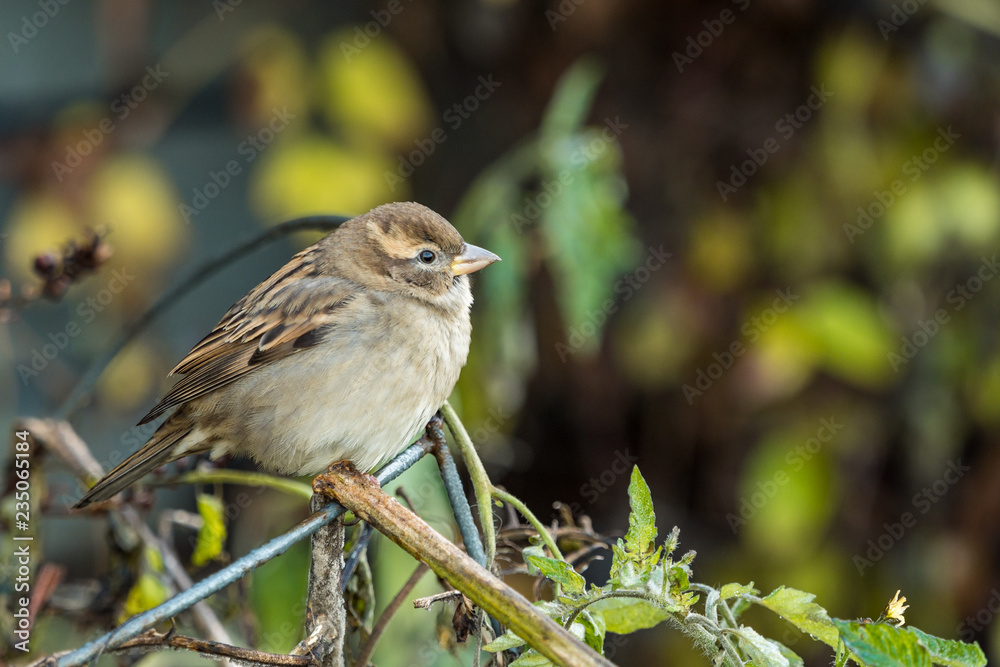 cute female sparrow resting on the branch in the garden with blurry background cute female sparrow resting on the branch in the garden with blurry background