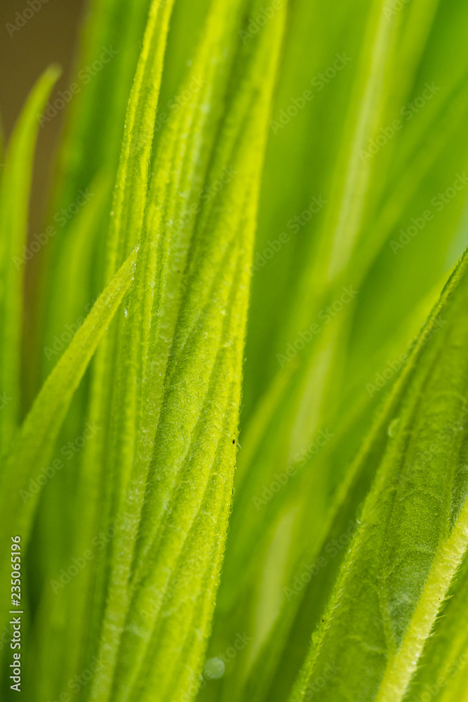 fresh green long leaves background texture fresh green long leaves background texture