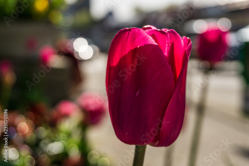 Beautiful natural summer background with flowers at sunny day .