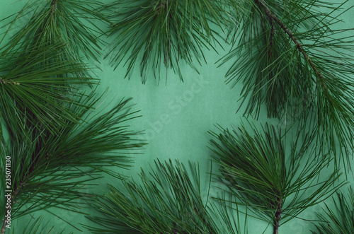 Pine tree branches isolated on the green background.