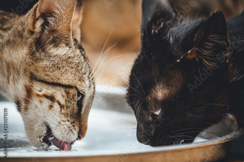 Bild auf Leinwand Two cats drinking milk