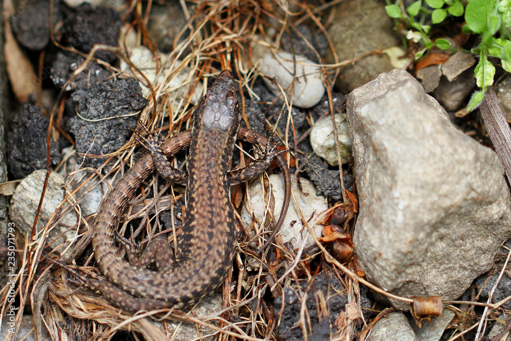 Fototapeta premium Eidechse