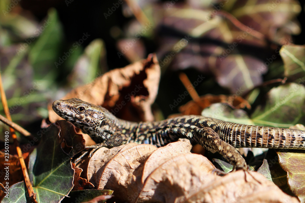 Fototapeta premium Eidechse