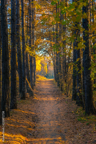 Autumn landscape - a direct path in the woods © Stanislav Ostranitsa