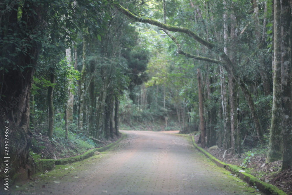Obraz premium Estrada das Árvores 