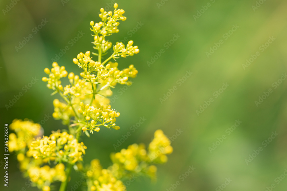 Galium verum - perennial herbaceous medicinal plant Galium verum - perennial herbaceous medicinal plant