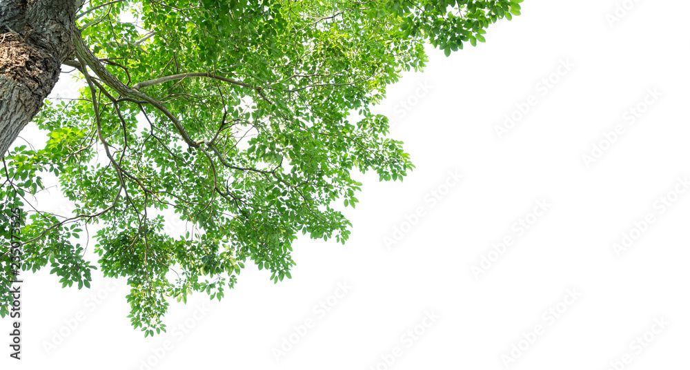 Green leaves and tree branch isolated on a white background. Green leaves and tree branch isolated on a white background.