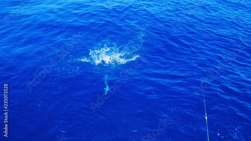 Fisherman reeling in big mahi mahi fish jumping out of water, Slow Motion photo