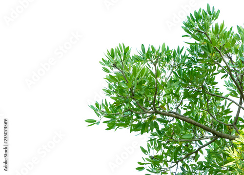 Green leaves and tree branch isolated on a white background.