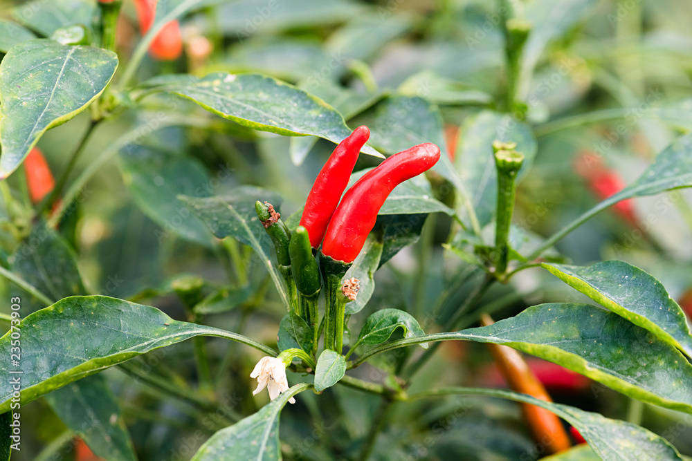 Ripe peppers in the field