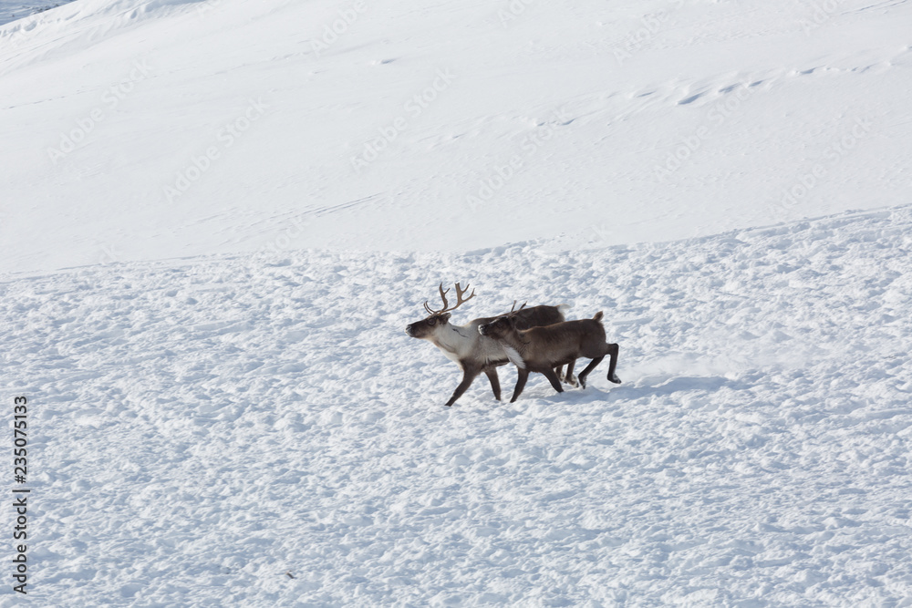 Several reindeers in winter, Yamal, Russia Several reindeers in winter, Yamal, Russia
