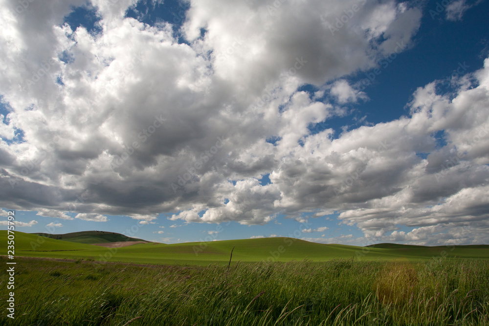 green field and blue sky