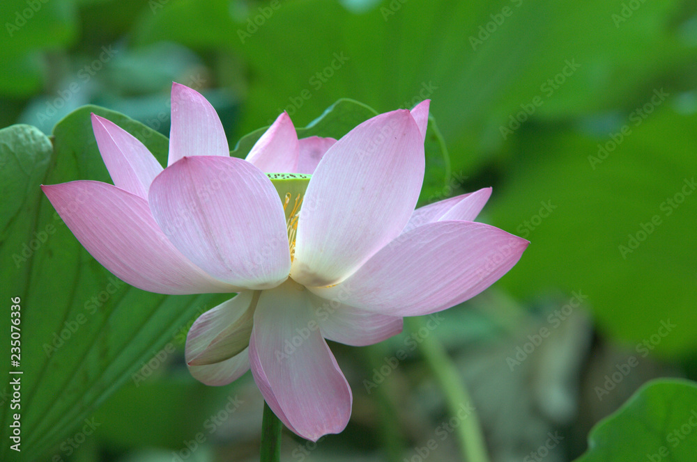 pink lotus flower