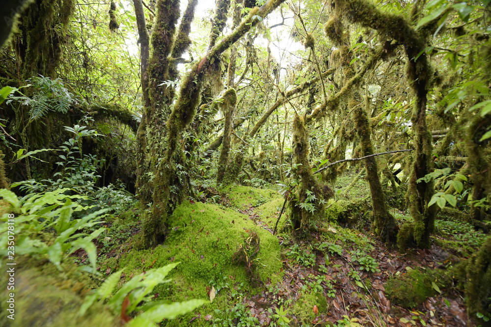 tree trunks and the ground covered with green moss in forest