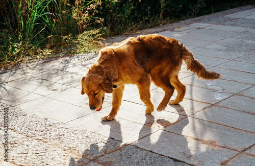 Naklejka golden retriever