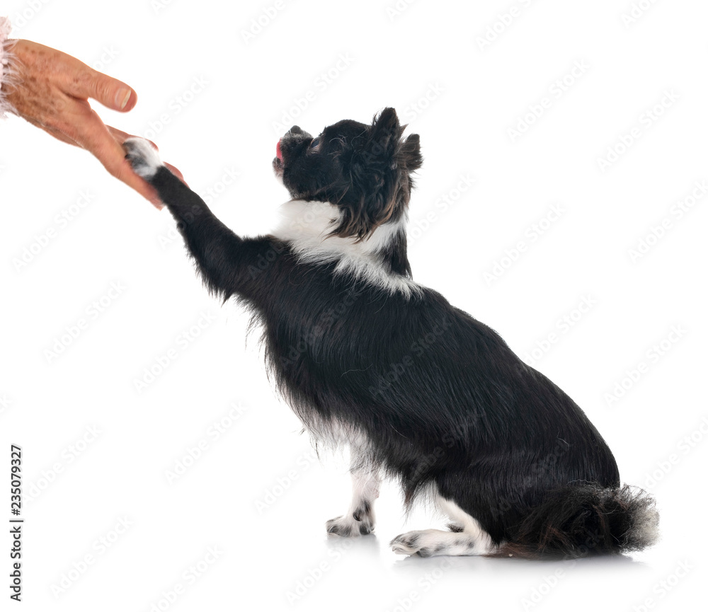 Obraz premium chihuahua in studio