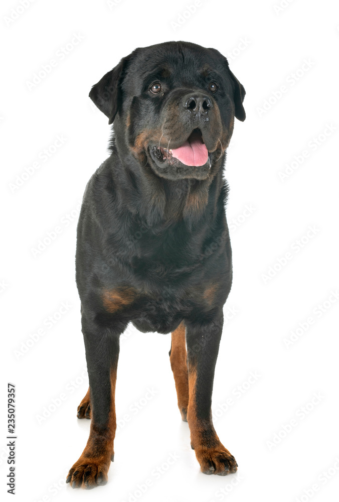 Obraz premium rottweiler in studio