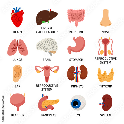 Internal organs. Human body anatomy organ icons, cartoon lungs and heart, urinary system and liver, reproductive function and brain, vector illustration
