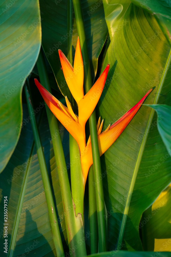 Obraz premium bird paradise flower