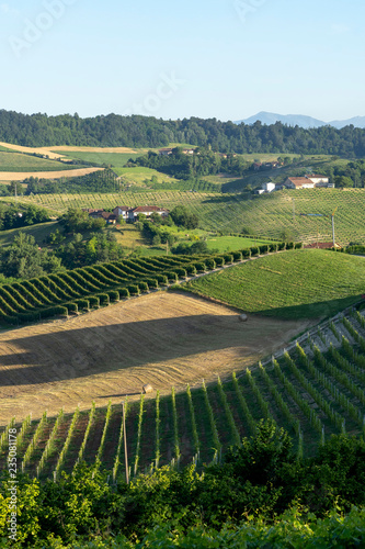 Vineyards near Barolo  Cuneo  in Langhe