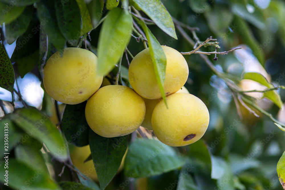 grapefruit growing on tree,