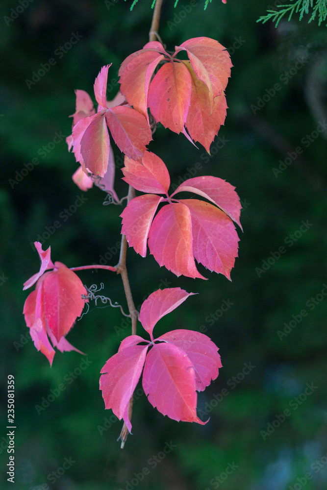 colorful grape leaves in forest