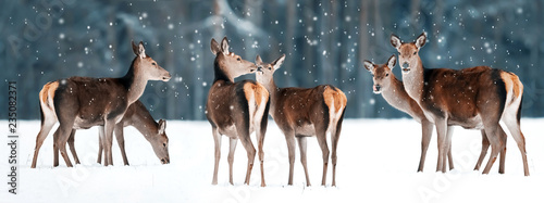 Photography Group of beautiful female graceful deer in a snowy winter forest