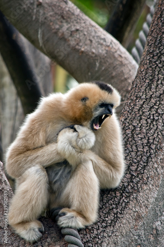 white cheeked gibbon
