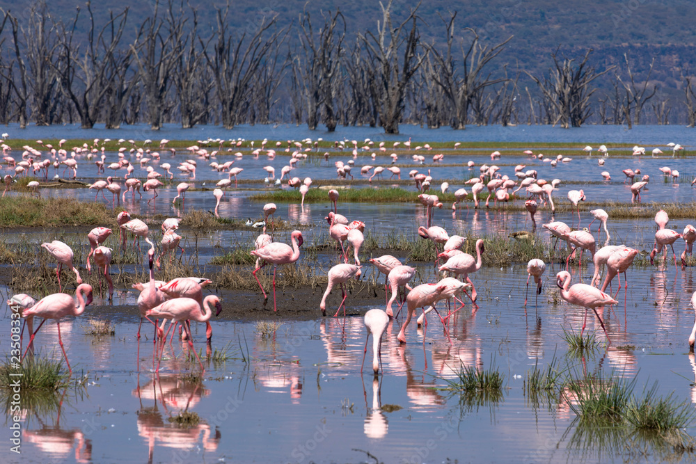 Fototapeta premium Lake Nakuru Nationalpark: Flamingos