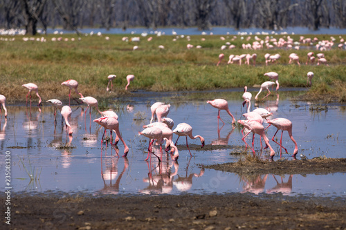 Flamingos - Lake Nakuru Nationalpark photo