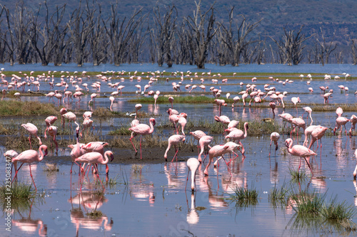 Lake Nakuru Nationalpark: Flamingos