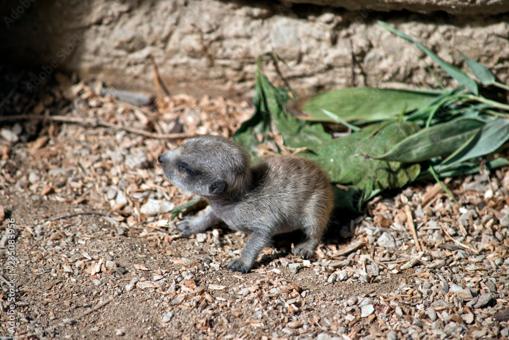 Fototapeta premium meerkat baby