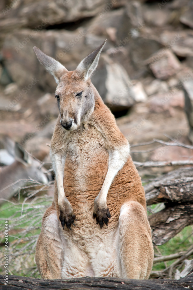 a male red kangaroo