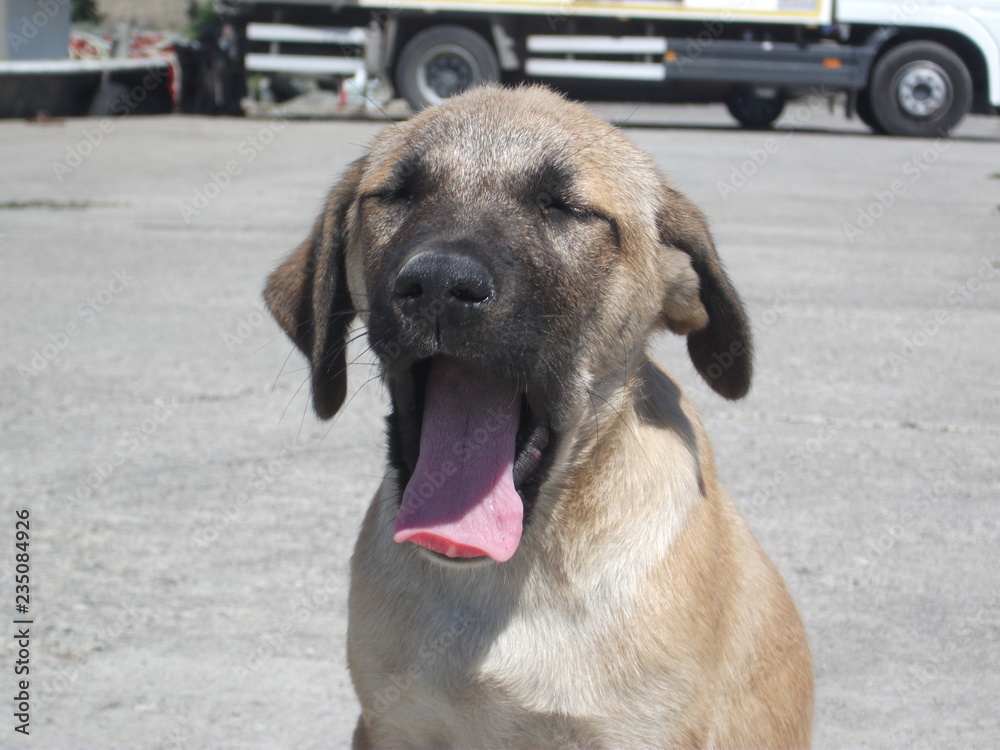 a yawning doggo in the port a yawning doggo in the port