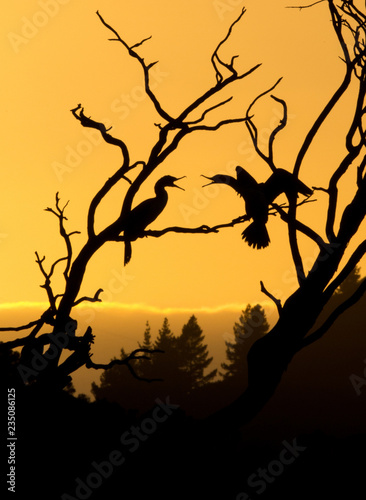 Shags at sunset 2
