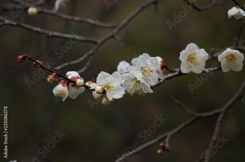 梅の花