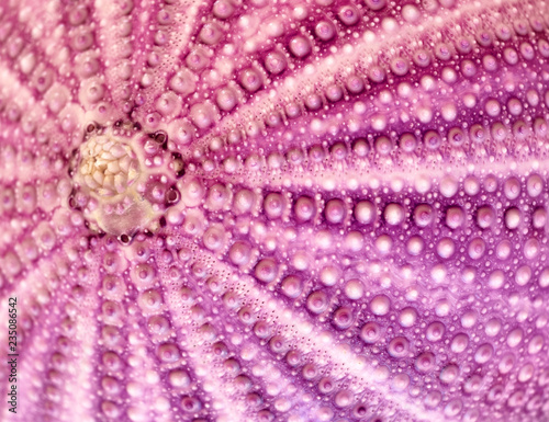 violet sea urchin shell close up, natural background