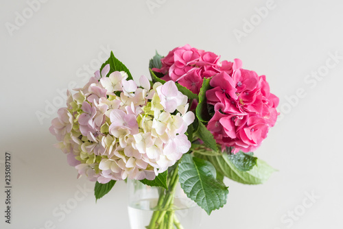 Close up of pink and white hydrangeas in glass vase against neutral wall background (selective focus)