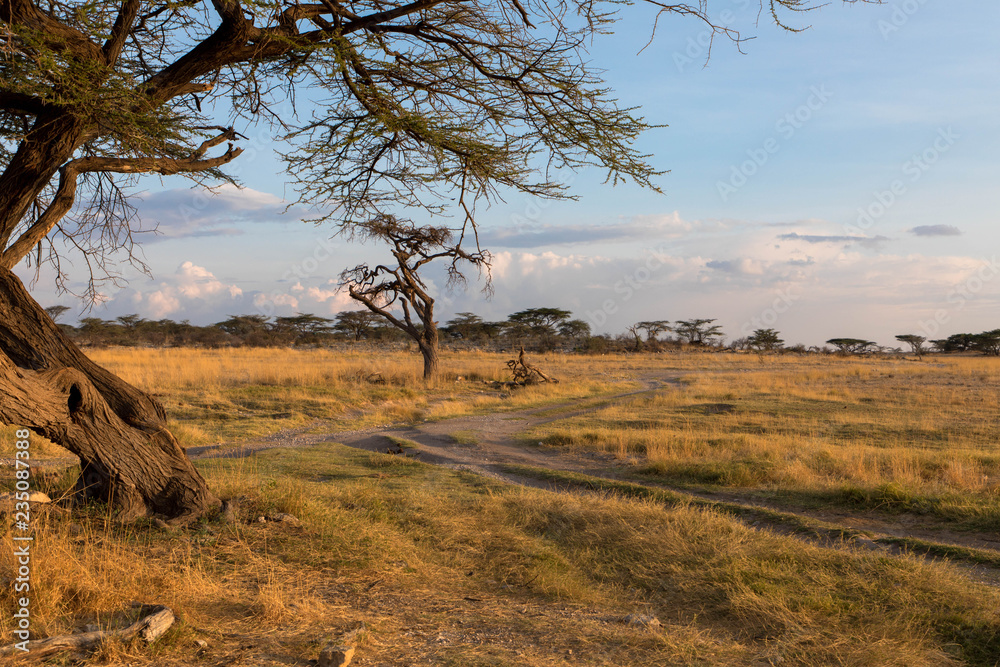 Obraz premium Krajobraz: Park Narodowy Samburu, Kenia